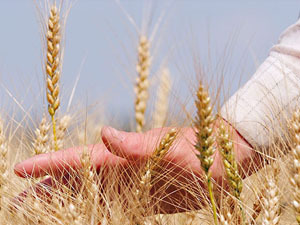 Утверждены Правила страхования урожая с/х культур, посадок многолетних насаждений, осуществляемого с государственной поддержкой