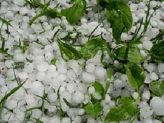 «МАКС» выплатил сельхозпредприятиям Мордовии более 30,7 млн рублей