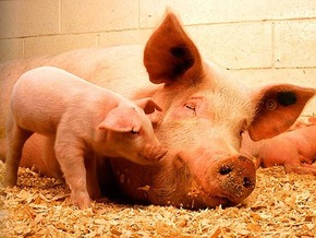 СОГАЗ застраховал имущество «Воронежмясопром» на сумму более 790 млн рублей