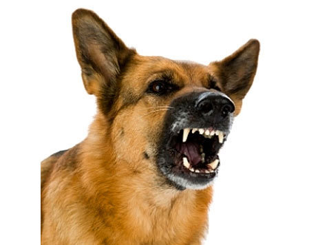 СГ «СОГАЗ» застраховал имущество и ответственность итальянской компании «ЛЕРО С.Р.Л.»