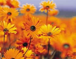 Компания РОСНО-МС: 17 лет на рынке медицинского страхования