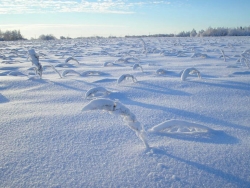 «Югория» выплатила страховое возмещение хозяйствам Самарской области 