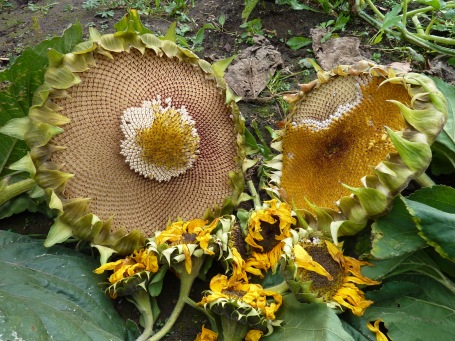 ЗАО «ГУТА-Страхование» продолжает страховать урожай Ставрополья