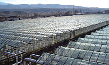 РОСГОССТРАХ в Краснодарском крае застраховал тепличный комплекс на 364 млн рублей