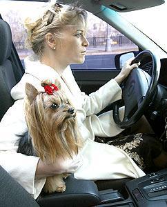 Учим правила дорожного движения вместе с СК «Альянс»