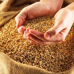 "Югория" застраховала урожай яровых сельскохозяйственных культур четырех хозяйств Орловской области
