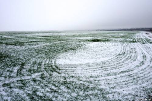 ГСК «Югория» застраховала посевы озимых культур в Ростовской области