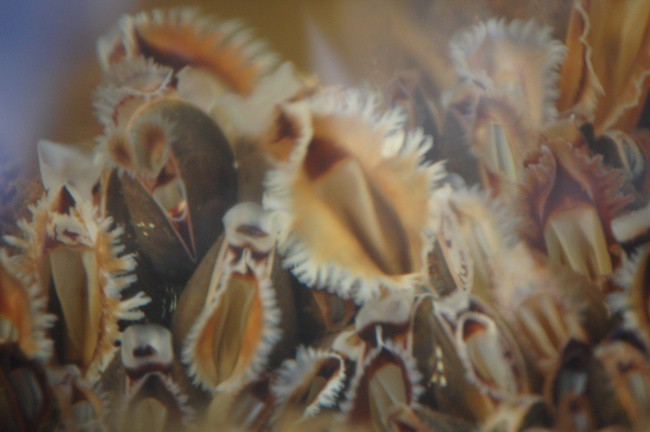 РОСГОССТРАХ в Хабаровском крае выплатил 280 тыс. долларов США за поврежденные садки для мидий