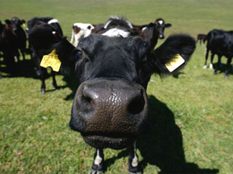 «МАКС» в Краснодарском крае застраховал Агроплемзавод «Индустриальный» на 342,2 млн рублей 