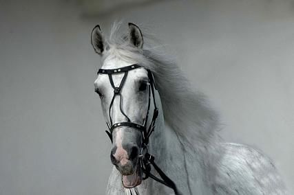 СК «Согласие» – генеральный партнер открытия дилерского центра «Мерседес-Бенц» в Твери