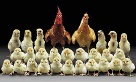 «Ингосстрах» в Оренбурге заключил договоры страхования с предприятиями агрохолдинга «Разгуляй» 