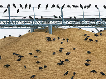 «МАКС» обеспечит страховой защитой запасы интервенционного фонда Минсельхоза РФ 