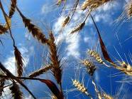 СОГАЗ в Ставропольском крае застраховал пшеницу в зернохранилище на 80 млн рублей