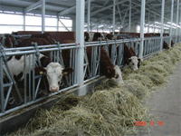 Ульяновский филиал ГСК «Югория» застраховал «Мордовский бекон»