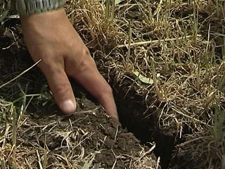 «Ингосстрах» в Новосибирске выплатил 9,4 млн рублей за поврежденный урожай пшеницы