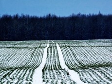 «Югория» выплатила более 5,5 млн рублей ростовским хозяйствам