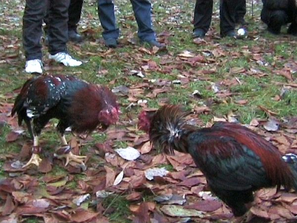 ОСАО «Россия» застраховало гражданскую ответственность ОАО «Птицефабрика Нижневартовская»