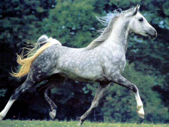 РОСГОССТРАХ в Рязанской области застраховал породистых лошадей