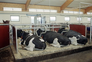 ЗАО СК «РСХБ-Страхование» застраховало строительство молочной фермы