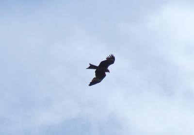 Росгосстрах третий год подряд возглавляет список российских страховщиков – «Эксперт-400»