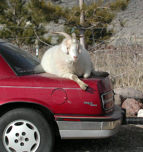 ОСАО «Россия» обеспечит ОСАГО автопарка Администрации Курганинского городского поселения Курганинского района Краснодарского края