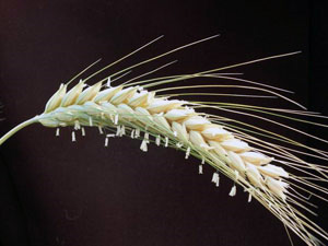 СК «РОСНО» в Черноземье взяла под свою защиту более 42 тысяч га сельхозпосевов