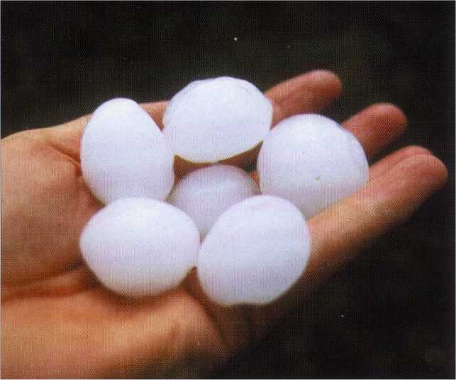 РОСГОССТРАХ в Ростовской области выплатил более 8,3 млн рублей за поврежденный градом агропромышленный комплекс