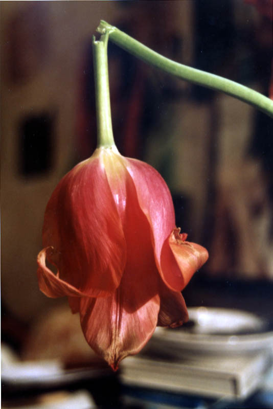 Филиал ОСАО «Россия» в Калининграде застраховал ответственность ООО «Фермасталь» 