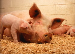 РОСНО в Великом Новгороде застраховало поголовье свиней на сумму 94,5 млн рублей