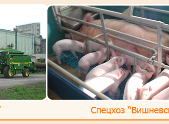 «МАКС» в Оренбурге застраховал животных свинокомлекса «Вишневский» на 62 млн рублей