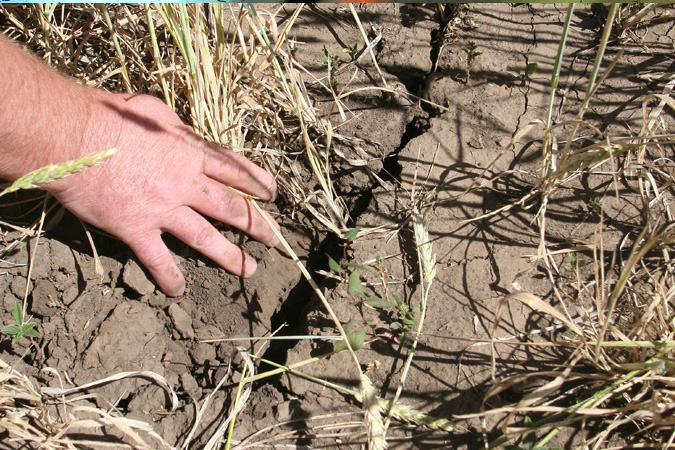 «Ингосстрах» в Новосибирске выплатил 27,9 млн рублей за поврежденный урожай пшеницы