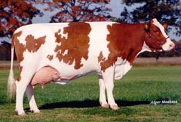 СК «РОСНО» в Воронеже застраховала поголовье крупного рогатого скота