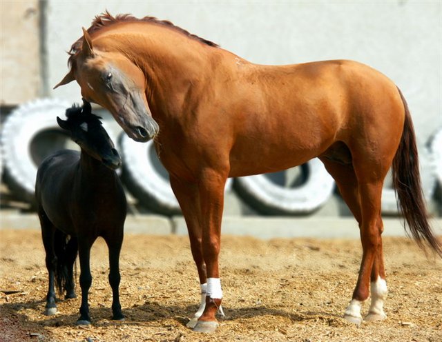 В ОАО «Росстрах» образована новая должность