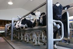 СОГАЗ в Перми застраховал молочную ферму на 94 млн рублей