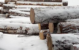 СОГАЗ застраховал имущество «Байкальской лесной компании» на 900 млн рублей