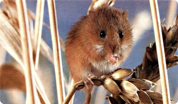 «ГУТА-Страхование» в Оренбурге застраховала зерновые склады