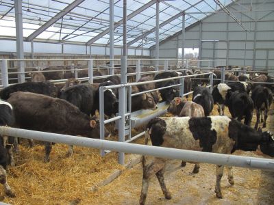 ЗАО «ГУТА-Страхование» активно страхует агропромышленный комплекс России