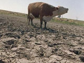 «Югория» выплатила 16 млн рублей хозяйствам Ростовской области