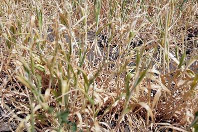 «Ингосстрах» выплатил более 6 млн рублей сельхозпредприятию «Эрдэм»