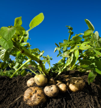 «Ингосстрах» в Туле застраховал урожай КФХ «Заречье»